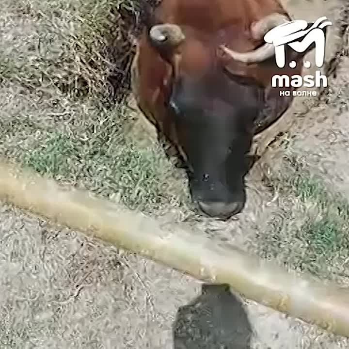    Mash     