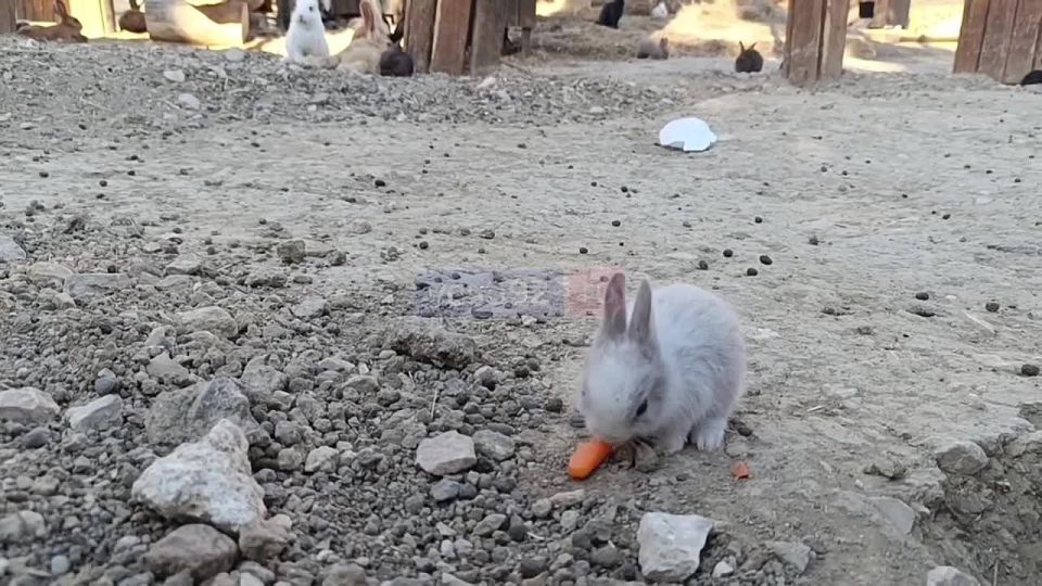 ,   !
