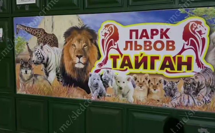 Нападение льва на владельца парка «Тайган» в Крыму: что произошло с Олегом Зубковым 22 июня 2025 года