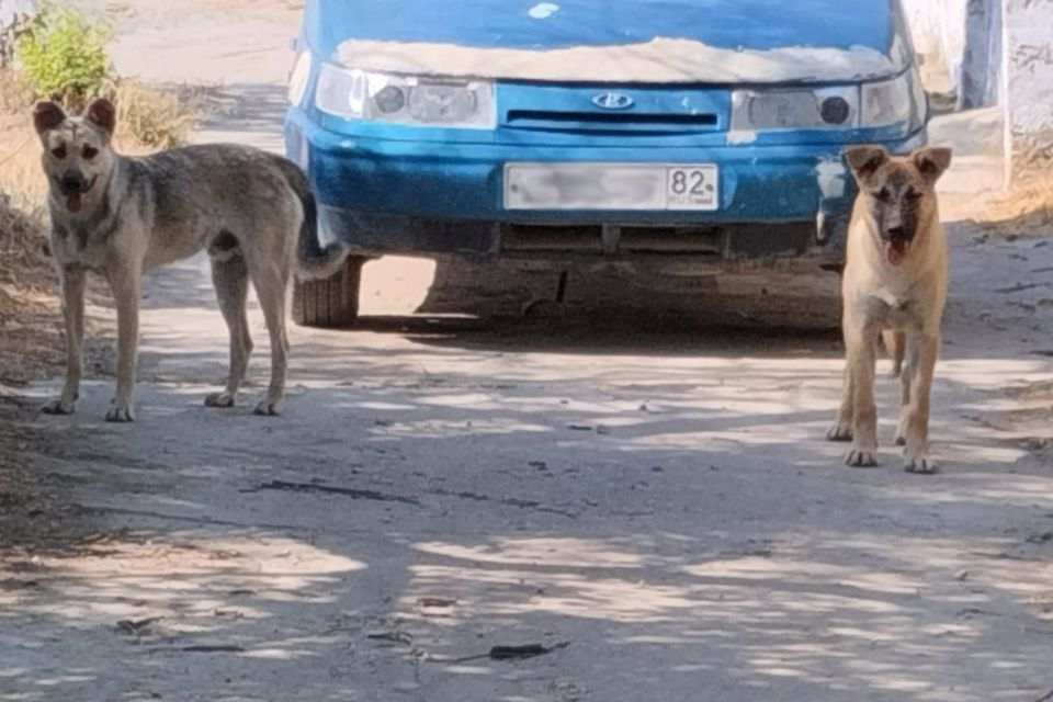         .      ,    