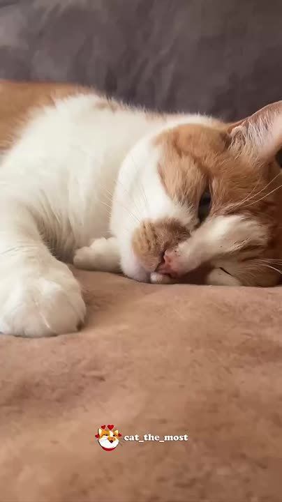  : ,  9:00!?. , !      ,         @cat_the_most