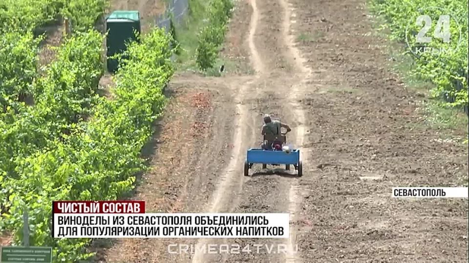 Виноделы Севастополя представят местные напитки в Нижнем Новгороде