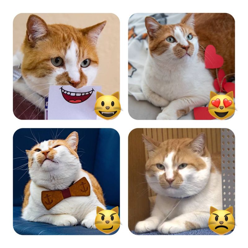  :   !. #__     ,       ?   @cat_the_most