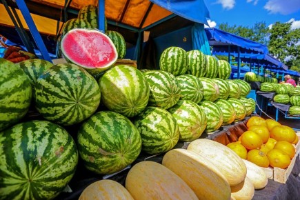 Рекомендации по выбору бахчевых культур