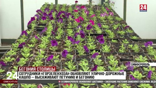 Сотрудники «Горзеленхоза» обновляют улично-дорожные кашпо-высаживают петунию и бегонию