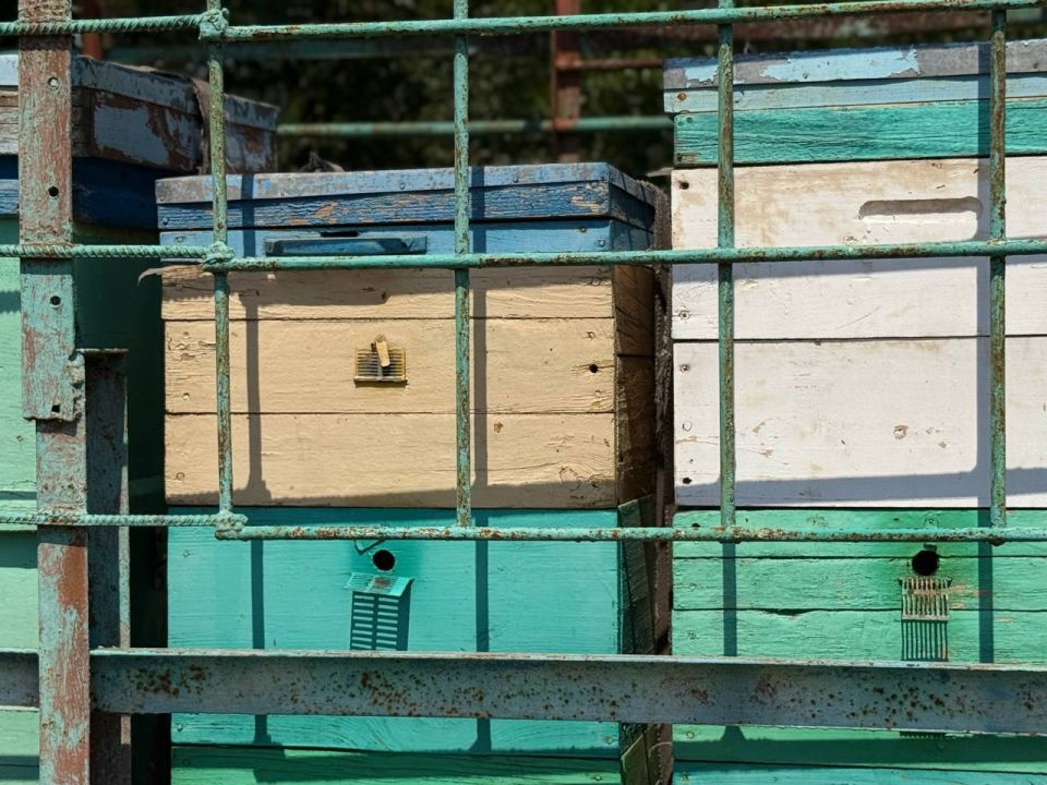 Отрасль пчеловодства Крыма процветает! Отрасль пчеловодства Крыма процветает!