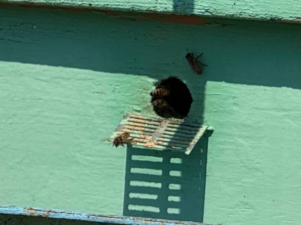 Отрасль пчеловодства Крыма процветает! Отрасль пчеловодства Крыма процветает!