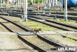 ВСУ атаковали Россию БПЛА, есть раненые, нарушена работа железных дорог: подробности в ночь на 27 июля ВСУ атаковали Россию БПЛА, есть раненые, нарушена работа железных дорог: подробности в ночь на 27 июля