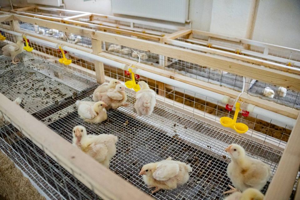 Михаил Развожаев: Рад поделиться отличными результатами: с 2023 года объёмы разведения птицы в нашем городе выросли вдвое Михаил Развожаев: Рад поделиться отличными результатами: с 2023 года объёмы разведения птицы в нашем городе выросли вдвое