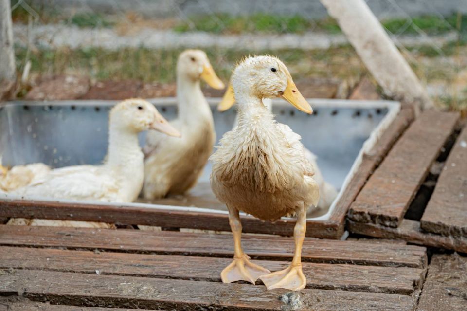 Михаил Развожаев: Рад поделиться отличными результатами: с 2023 года объёмы разведения птицы в нашем городе выросли вдвое Михаил Развожаев: Рад поделиться отличными результатами: с 2023 года объёмы разведения птицы в нашем городе выросли вдвое