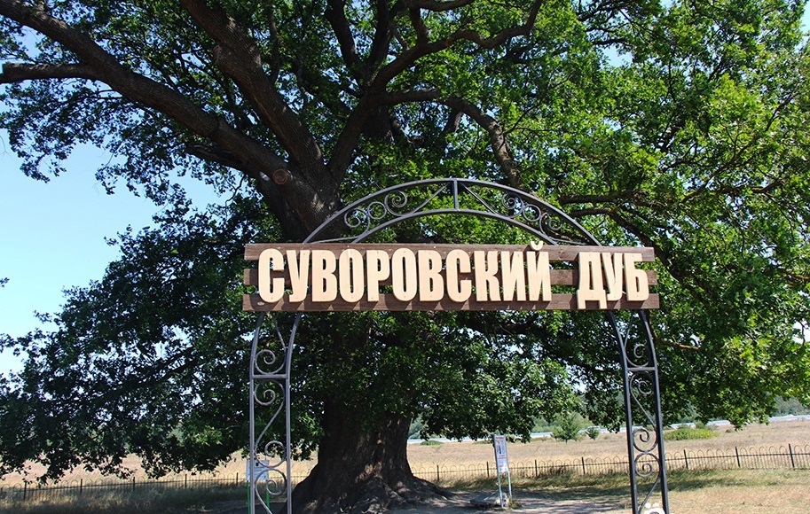 Суворовский дуб вошёл в тройку победителей конкурса «Российское дерево года» Суворовский дуб вошёл в тройку победителей конкурса «Российское дерево года»