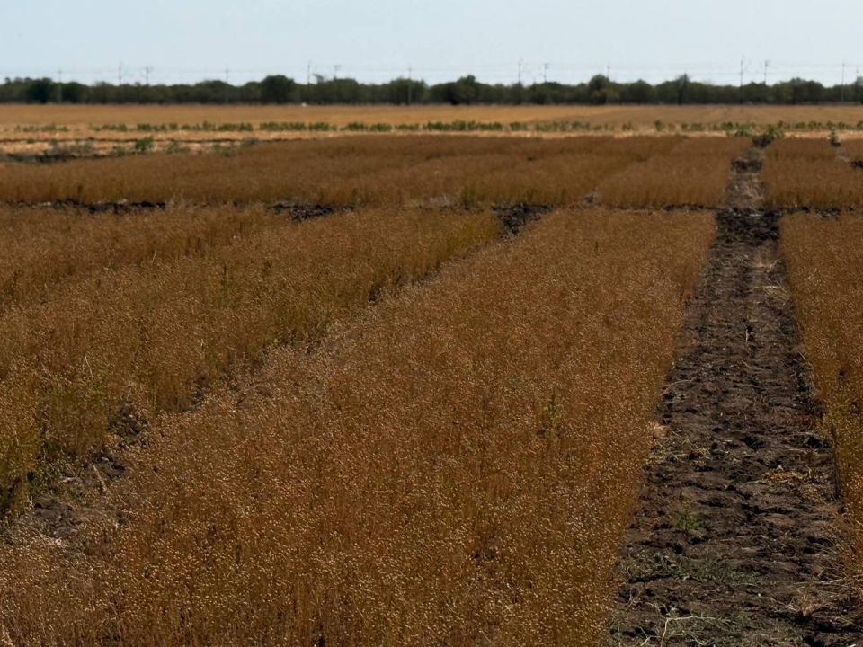 Завершены полевые работы!. Филиал федерального государственного бюджетного учреждения «Государственная комиссия Российской Федерации по испытанию и охране селекционных достижений» по Республике Крым успешно завершил уборку... Завершены полевые работы!. Филиал федерального государственного бюджетного учреждения «Государственная комиссия Российской Федерации по испытанию и охране селекционных достижений» по Республике Крым успешно завершил уборку...