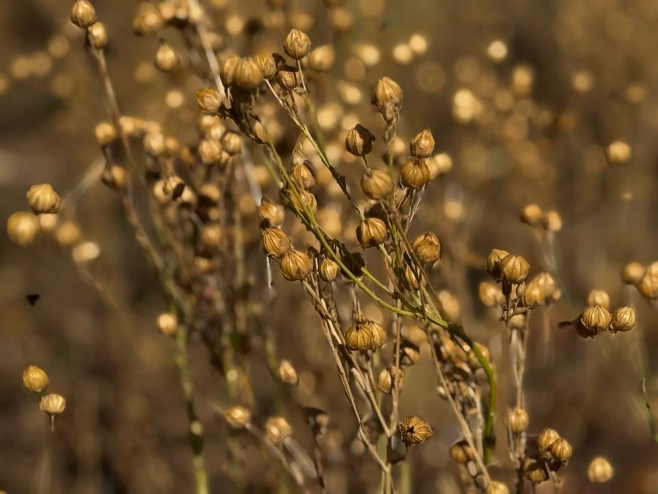 В Крыму завершена уборка экспериментальных сортов льна В Крыму завершена уборка экспериментальных сортов льна