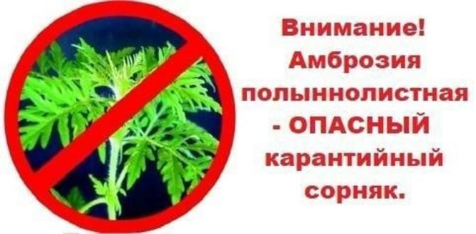 Для борьбы с амброзией важны меры по контролю за ее распространением и уничтожением. Для борьбы с амброзией важны меры по контролю за ее распространением и уничтожением.