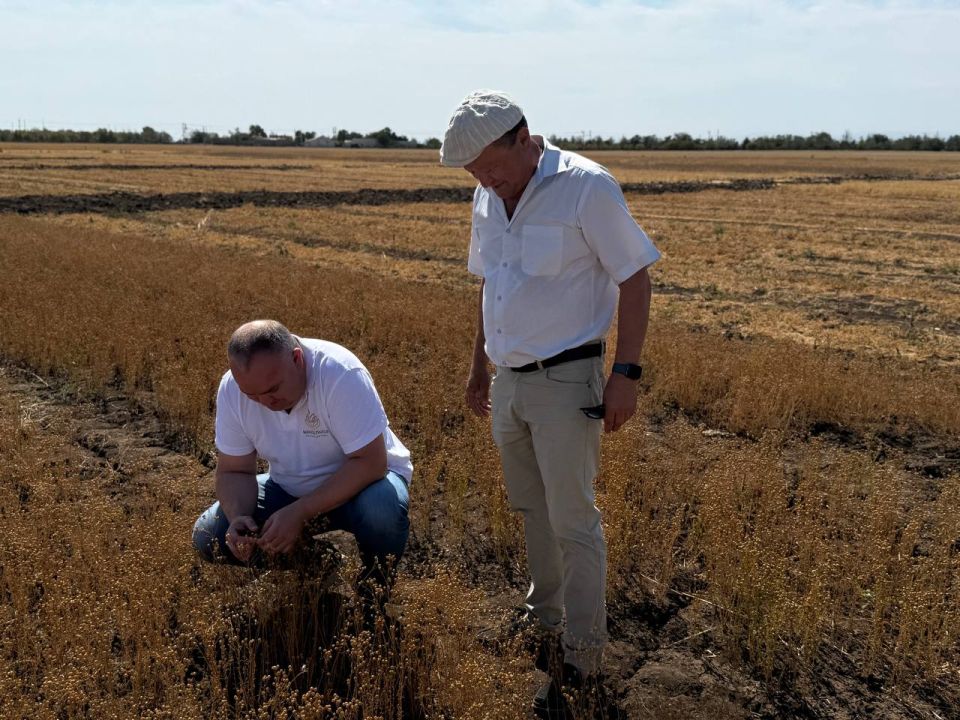 В Крыму завершена уборка экспериментальных сортов льна В Крыму завершена уборка экспериментальных сортов льна