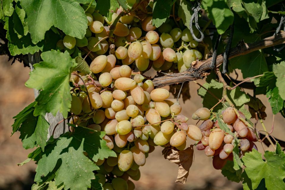 Михаил Развожаев: В Севастополе начался сбор столового винограда Михаил Развожаев: В Севастополе начался сбор столового винограда