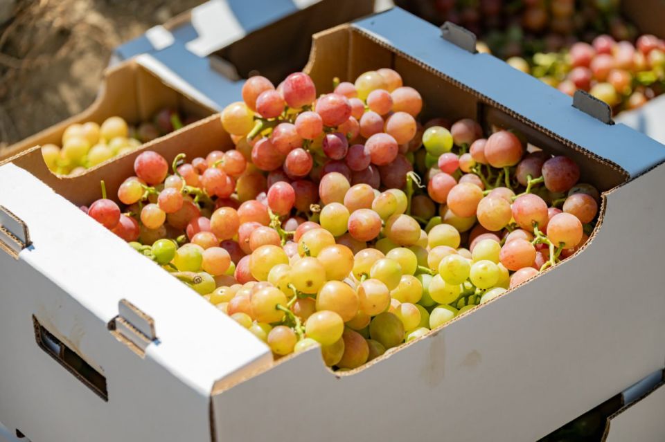 Михаил Развожаев: В Севастополе начался сбор столового винограда Михаил Развожаев: В Севастополе начался сбор столового винограда