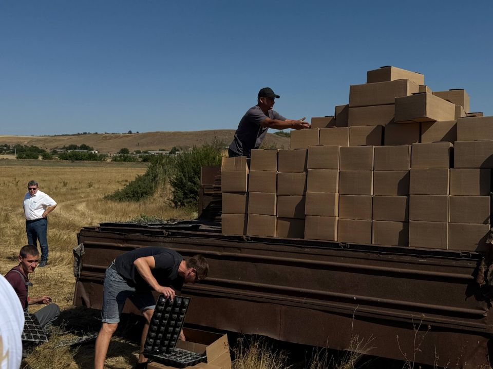 Первый в России маточник нового сорта душицы высажен в Крыму Первый в России маточник нового сорта душицы высажен в Крыму