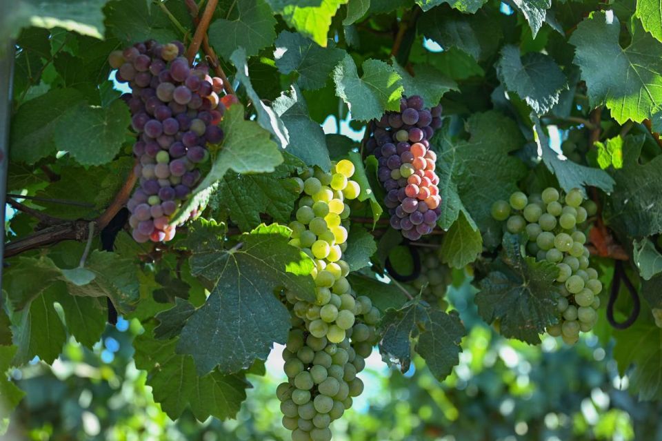 Михаил Развожаев: В Севастополе стартовал массовый сбор винограда! Сезон 2025 обещает быть богатым на качественный урожай Михаил Развожаев: В Севастополе стартовал массовый сбор винограда! Сезон 2025 обещает быть богатым на качественный урожай