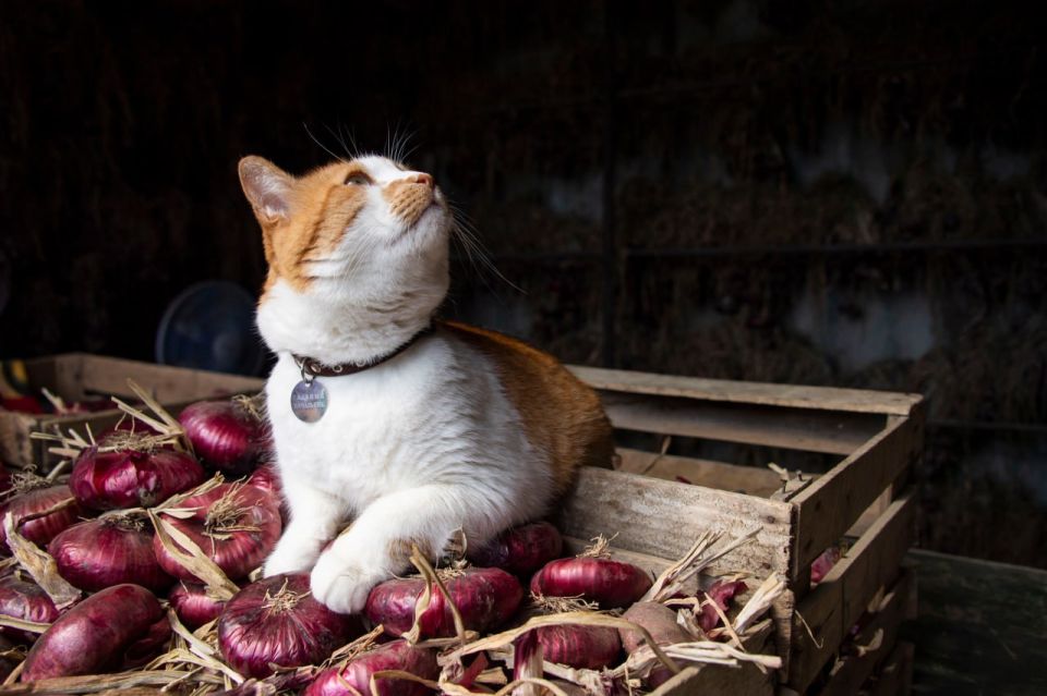 Кот Мостик: Как закупорить лето в банке? Рассказываю Кот Мостик: Как закупорить лето в банке? Рассказываю