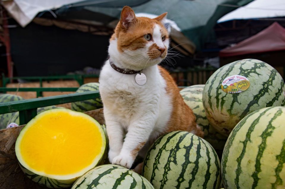 Кот Мостик: Как закупорить лето в банке? Рассказываю Кот Мостик: Как закупорить лето в банке? Рассказываю