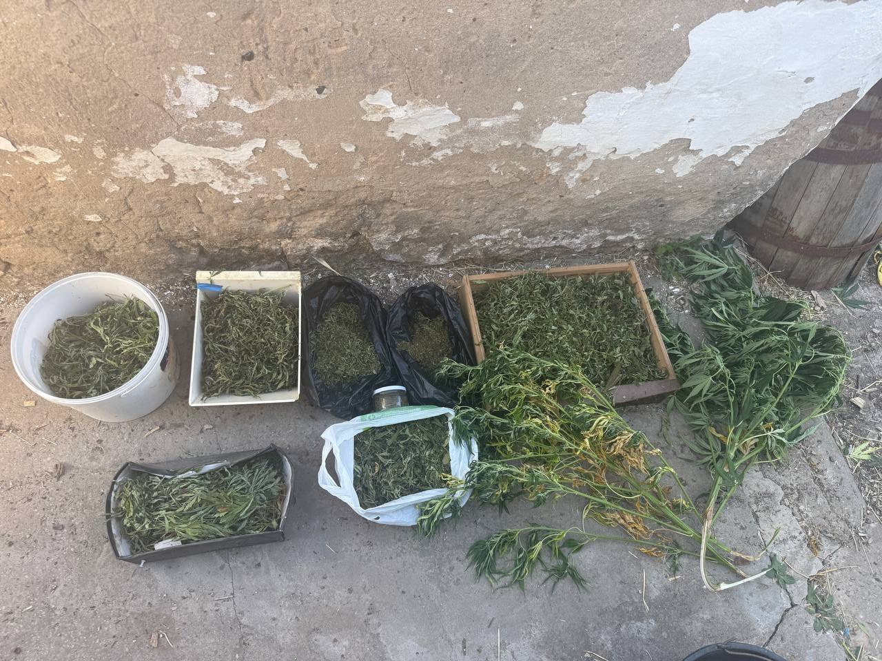 В Крыму задержали мужчину, который вырастил крупную наркоплантацию В Крыму задержали мужчину, который вырастил крупную наркоплантацию