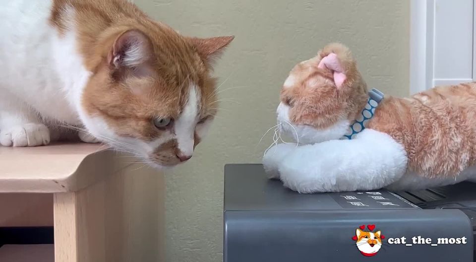  :    . ,  ,      !            @cat_the_most