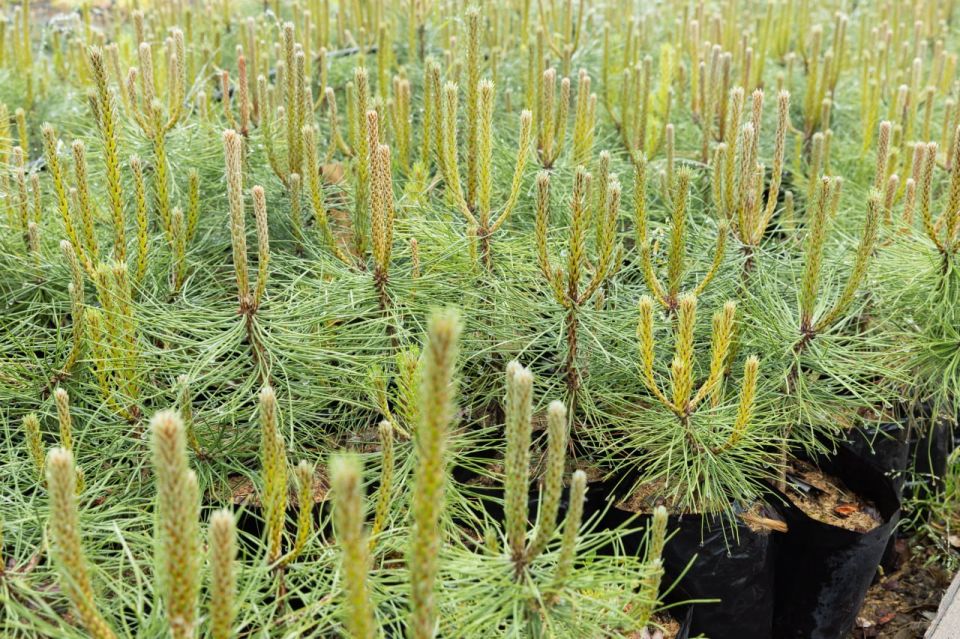 Сергей Аксёнов: Озеленение населенных пунктов остается одной из актуальных задач, которой руководители муниципалитетов должны уделять особое внимание Сергей Аксёнов: Озеленение населенных пунктов остается одной из актуальных задач, которой руководители муниципалитетов должны уделять особое внимание