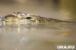 В Екатеринбурге уральский Данди приютил крокодила из ИК-2: чем еще славится уникальная ферма России. Фото В Екатеринбурге уральский Данди приютил крокодила из ИК-2: чем еще славится уникальная ферма России. Фото