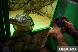 В Екатеринбурге уральский Данди приютил крокодила из ИК-2: чем еще славится уникальная ферма России. Фото В Екатеринбурге уральский Данди приютил крокодила из ИК-2: чем еще славится уникальная ферма России. Фото