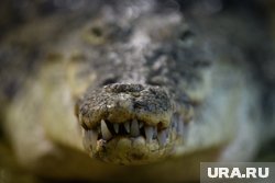 В Екатеринбурге уральский Данди приютил крокодила из ИК-2: чем еще славится уникальная ферма России. Фото В Екатеринбурге уральский Данди приютил крокодила из ИК-2: чем еще славится уникальная ферма России. Фото