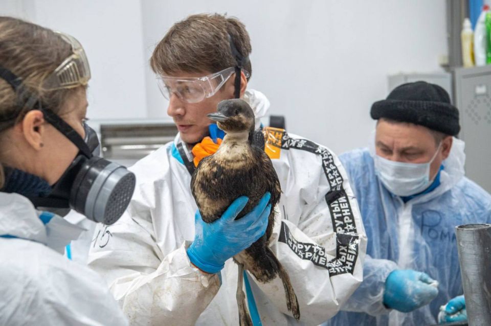 Михаил Развожаев: Сегодня свой профессиональный праздник отмечают работники ветеринарии! Михаил Развожаев: Сегодня свой профессиональный праздник отмечают работники ветеринарии!