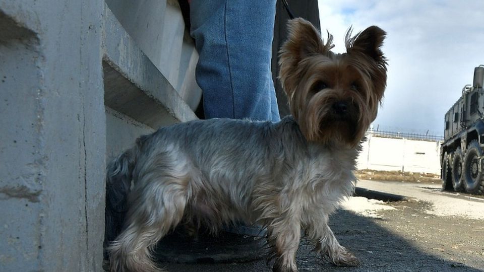 Искалечил маленькую собачонку: в Севастополе накажут агрессивного подростка и его родителей