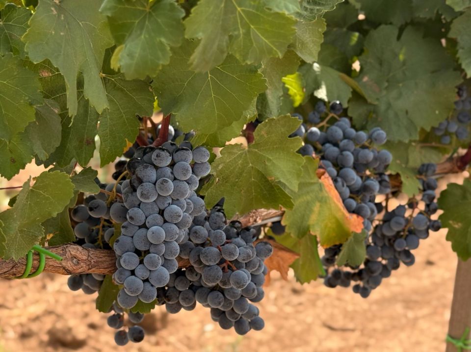 Первая проба урожая-2025: крымский виноград проходит строгий контроль! Первая проба урожая-2025: крымский виноград проходит строгий контроль!