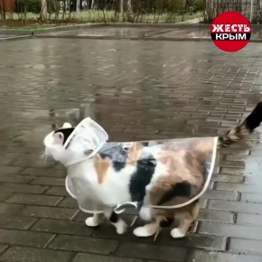    ?        ,     