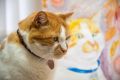  :     !.   :                    @cat_the_most