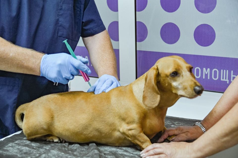 Михаил Развожаев: В севастопольской государственной ветеринарной клинике на Бутырской, 9 успешно помогают животным с неврологическими диагнозами Михаил Развожаев: В севастопольской государственной ветеринарной клинике на Бутырской, 9 успешно помогают животным с неврологическими диагнозами