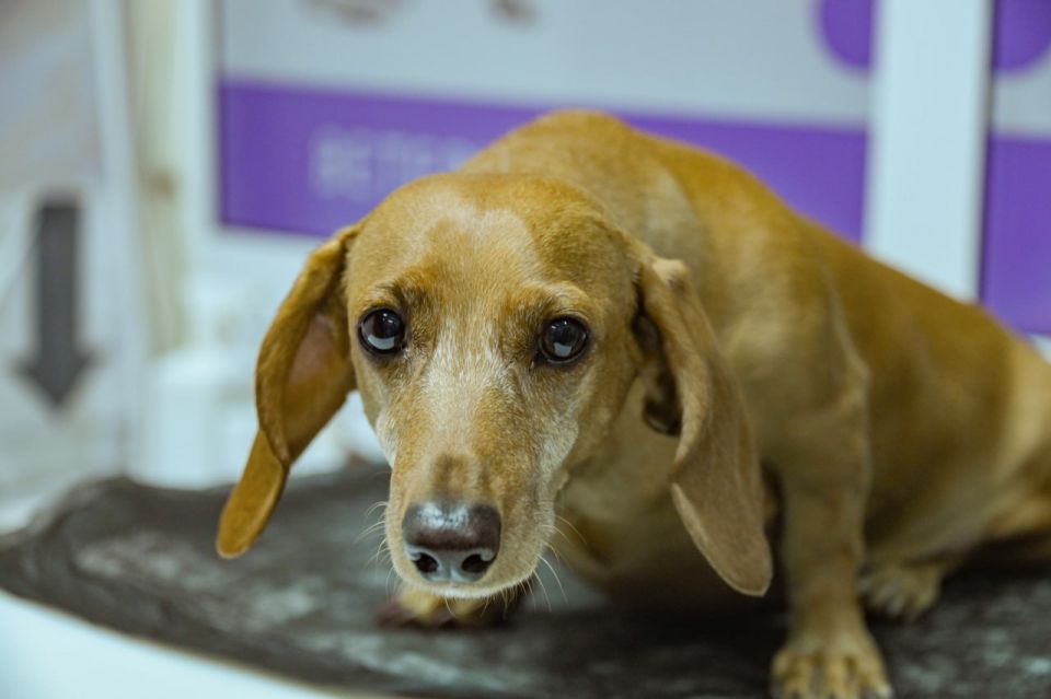 Михаил Развожаев: В севастопольской государственной ветеринарной клинике на Бутырской, 9 успешно помогают животным с неврологическими диагнозами Михаил Развожаев: В севастопольской государственной ветеринарной клинике на Бутырской, 9 успешно помогают животным с неврологическими диагнозами