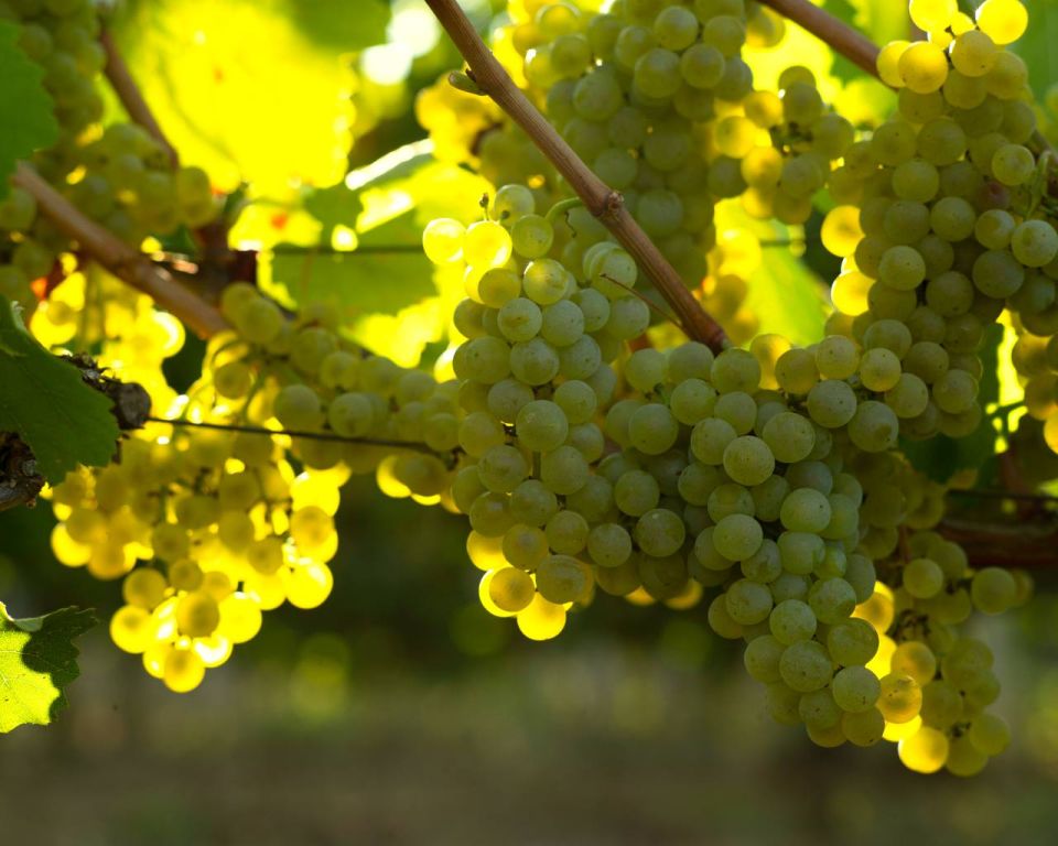 Михаил Развожаев: Поддерживаем молодых специалистов севастопольских агропредприятий