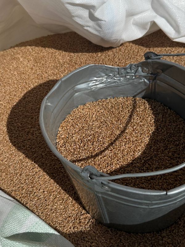 Денис Кратюк: Мы должны обеспечить крымских аграриев высококачественными семенами Денис Кратюк: Мы должны обеспечить крымских аграриев высококачественными семенами