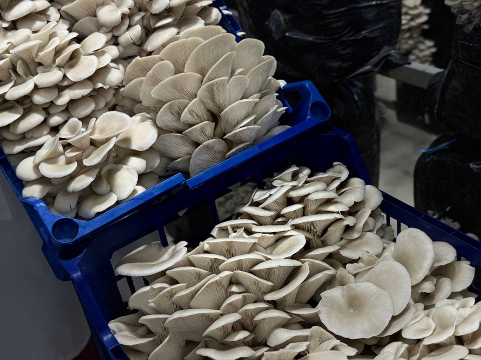 Окана Губернаторова посетила хозяйство в Кировском районе, получившее грант Минсельхоза Крыма 15 миллионов рублей Окана Губернаторова посетила хозяйство в Кировском районе, получившее грант Минсельхоза Крыма 15 миллионов рублей