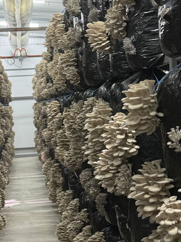 Окана Губернаторова посетила хозяйство в Кировском районе, получившее грант Минсельхоза Крыма 15 миллионов рублей Окана Губернаторова посетила хозяйство в Кировском районе, получившее грант Минсельхоза Крыма 15 миллионов рублей