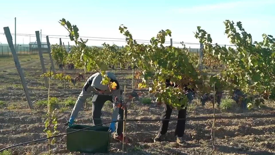 Михаил Развожаев: На учебно-научном полигоне «Полюшко» Севастопольского госуниверситета проходят пилотные испытания инновационного оборудования