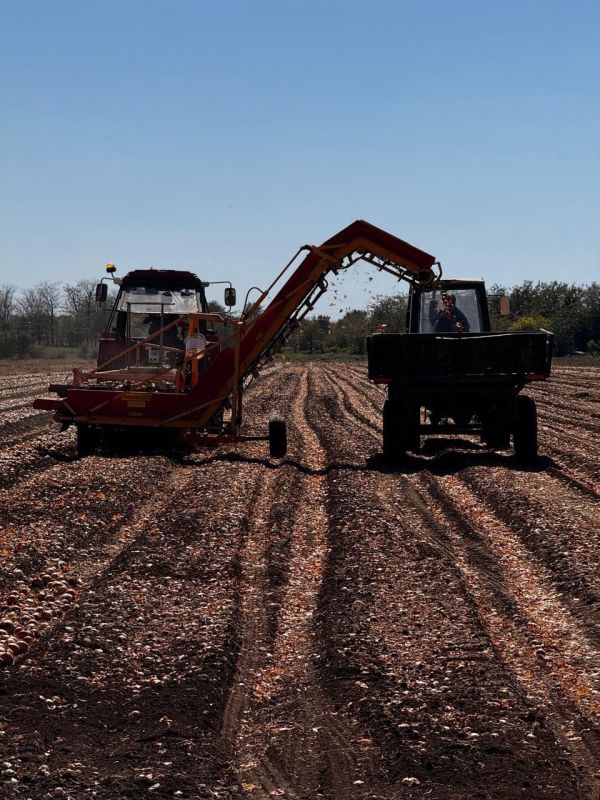 Из бюджета Республики Крым было направлено 20 миллионов рублей на развитие овощеводства Из бюджета Республики Крым было направлено 20 миллионов рублей на развитие овощеводства