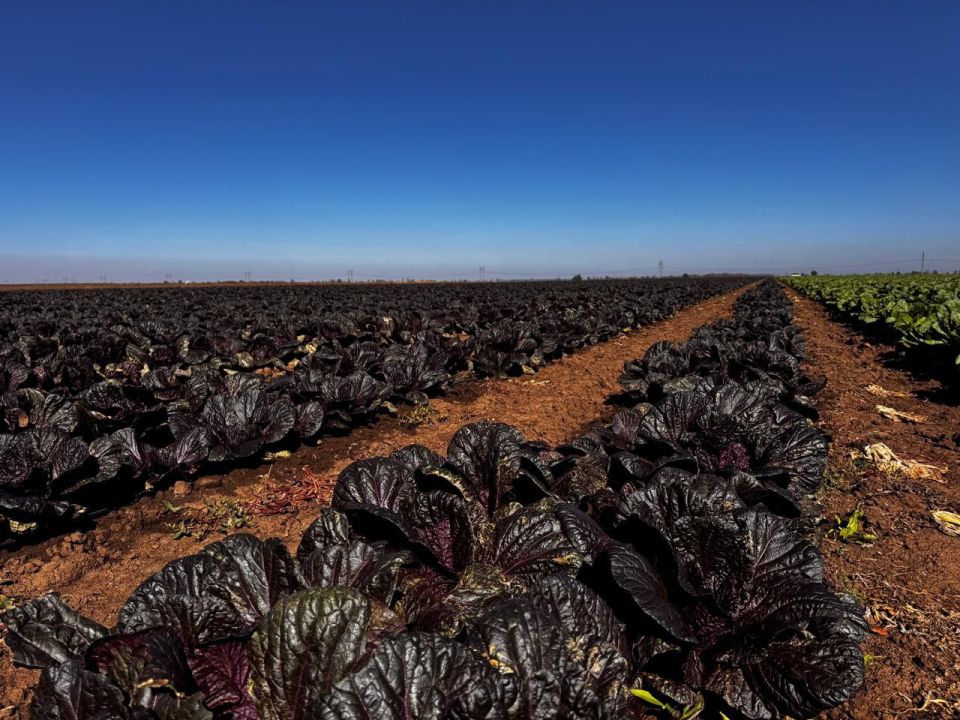 Из бюджета Республики Крым было направлено 20 миллионов рублей на развитие овощеводства Из бюджета Республики Крым было направлено 20 миллионов рублей на развитие овощеводства