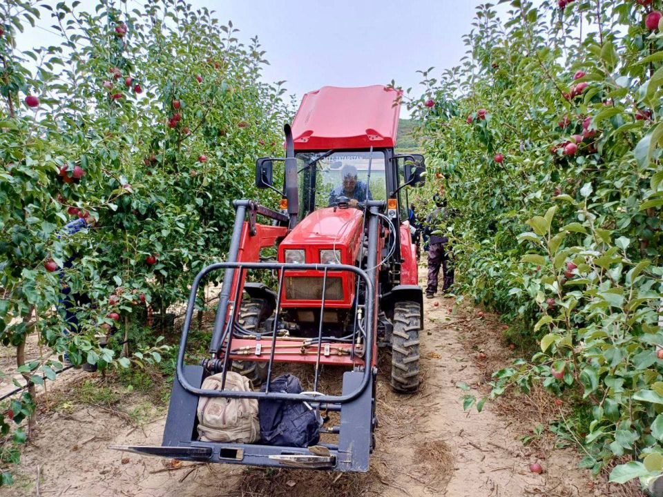 Михаил Развожаев: В Севастополе приступили к сбору яблок Михаил Развожаев: В Севастополе приступили к сбору яблок