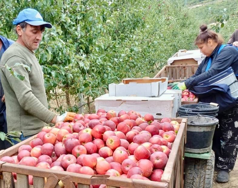 Михаил Развожаев: В Севастополе приступили к сбору яблок