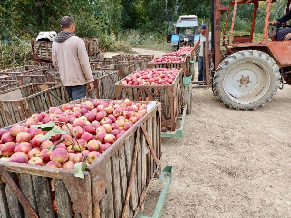 Михаил Развожаев: В Севастополе приступили к сбору яблок Михаил Развожаев: В Севастополе приступили к сбору яблок