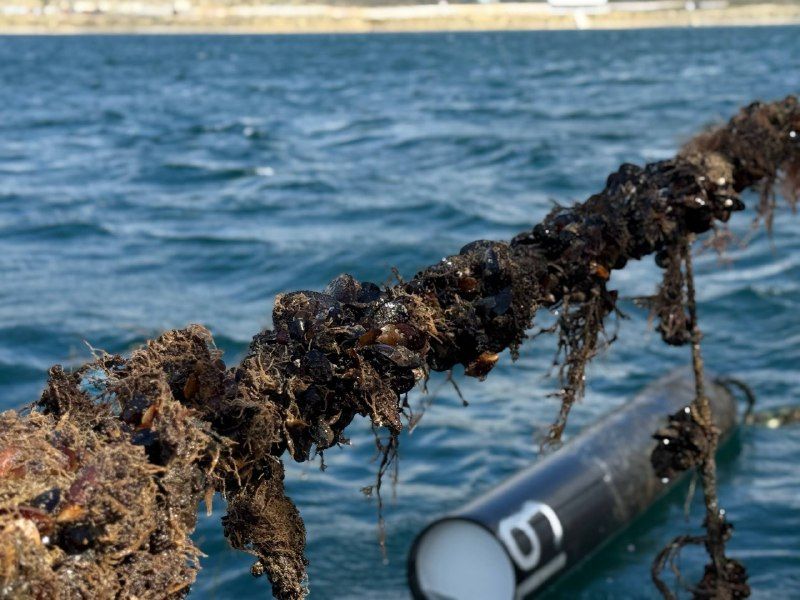 Денис Кратюк: Аквакультура Крыма показывает положительную динамику и развивается с каждым годом Денис Кратюк: Аквакультура Крыма показывает положительную динамику и развивается с каждым годом