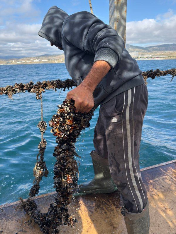 Денис Кратюк: Аквакультура Крыма показывает положительную динамику и развивается с каждым годом Денис Кратюк: Аквакультура Крыма показывает положительную динамику и развивается с каждым годом
